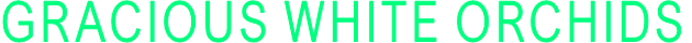 GRACIOUS WHITE ORCHIDS